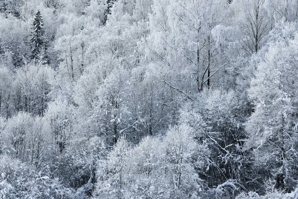 kar ve kaplı ağaçlar kırağı