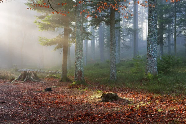 Natursköna dimmiga tallskog — Stockfoto