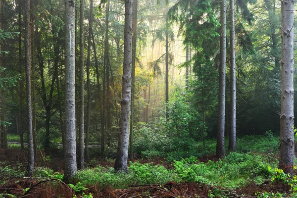 안개가 자욱한 안개 숲에 태양 광선 — 스톡 사진