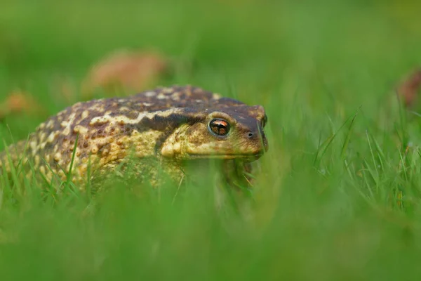 Kröte im grünen Gras — Stockfoto