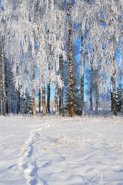 Birch trees and fir trees in rime — Stock Photo, Image
