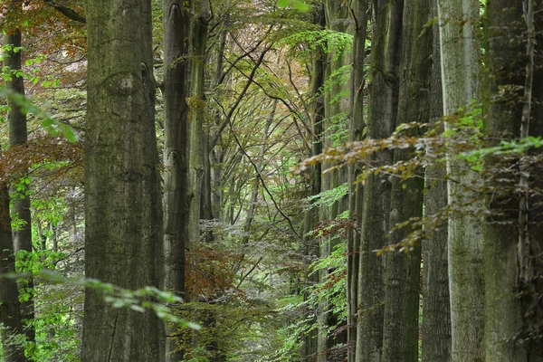 Pasarela en un bosque de hayas de primavera verde — Foto de Stock