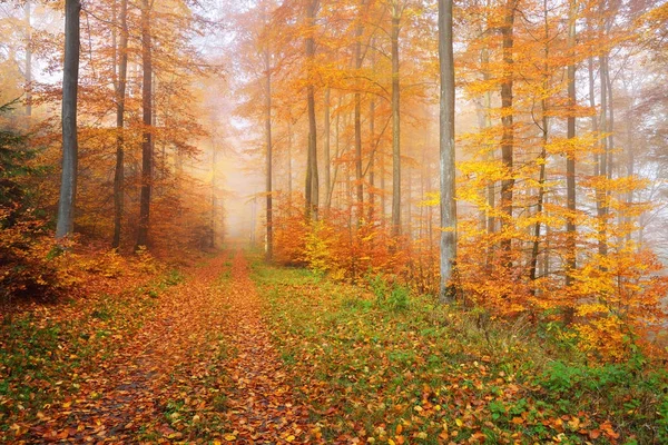 Nevoeiro matinal misterioso na floresta de outono — Fotografia de Stock