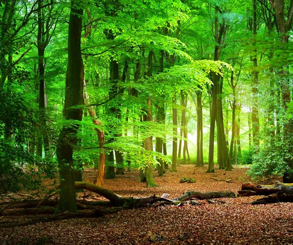 Passerella Una Foresta Primaverile Nei Paesi Bassi — Foto Stock
