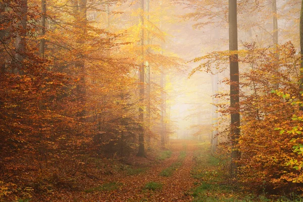 Mystérieux brouillard matinal dans la forêt d'automne — Photo