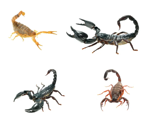 Изолированные скорпионы — стоковое фото