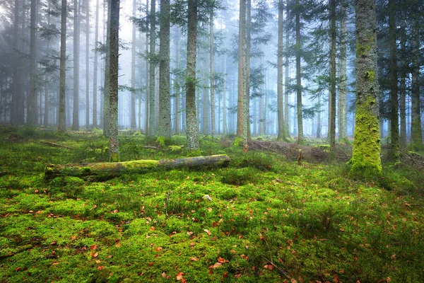 Bir sahnede bir karanlık sisli çam ormanı 