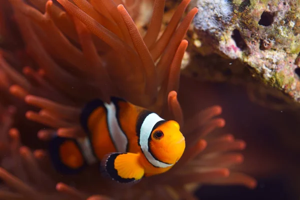 Amphiprion Ocellaris Pez payaso en acuario marino —  Fotos de Stock