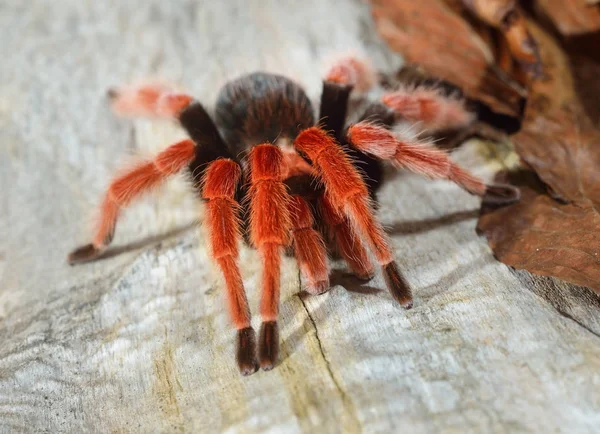 Birdeater tarantula spider Brachypelma boehmei