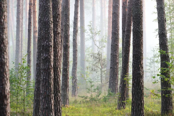 Amanecer brumoso en el hermoso bosque caducifolio — Foto de Stock