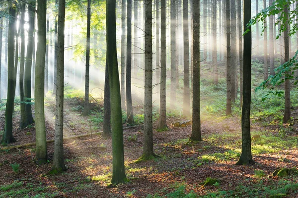 Promienie słońca we mgle w Mglisty las — Zdjęcie stockowe