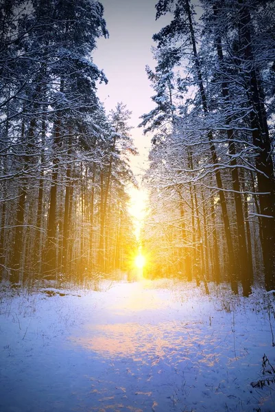 Bosque de invierno y el sol poniente sobre el camino — Foto de Stock