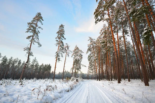 Kış ormanında bir yol