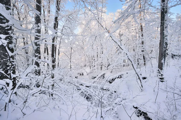 Paese delle meraviglie invernali in una foresta decidua — Foto Stock
