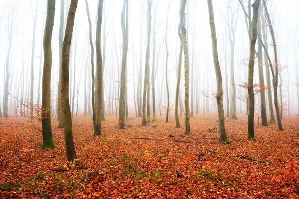 Misty autumn forest with tree silhouettes — Stock Photo, Image