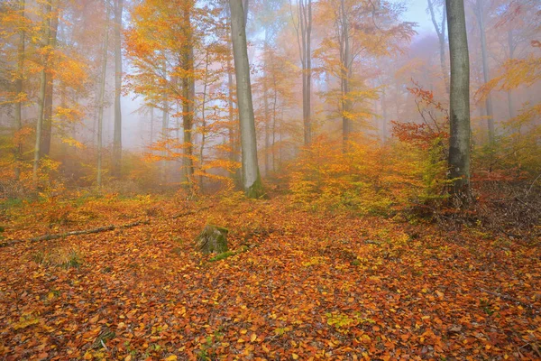 Nevoeiro de manhã misterioso em uma floresta de outono — Fotografia de Stock