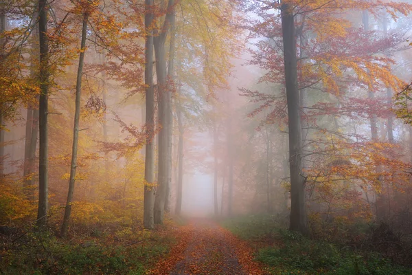 Mysterieuze ochtend mist in de herfst bos — Stockfoto