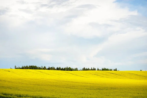 Blossoming agricultural field in Latvia countryside — Stock Photo, Image