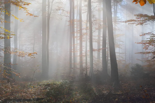 Misteriosa niebla matutina en un bosque otoñal —  Fotos de Stock