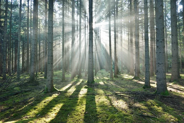 Sun rays in a fog in a misty forest — Stock Photo, Image