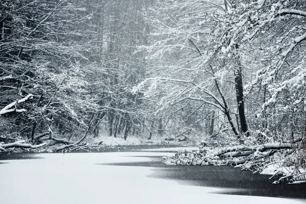 新鮮な雪で覆われた森林湖 — ストック写真