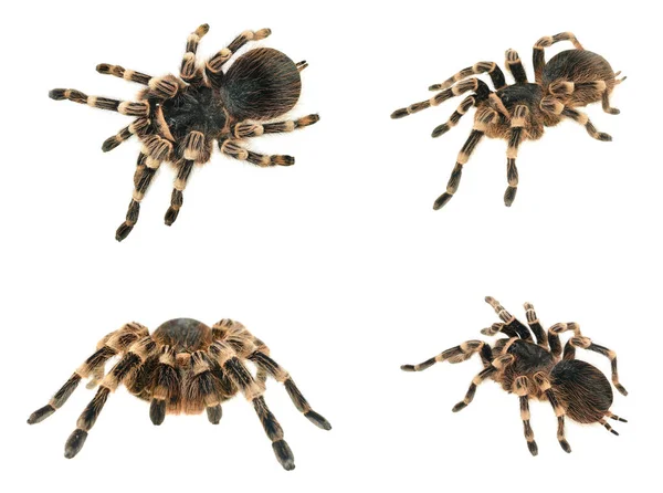 Kæmpestor tarantel Acanthoscurria geniculata - Stock-foto