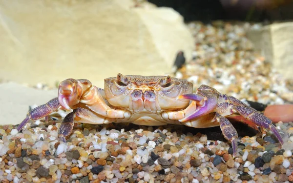 River crab Potamon sp. in aquarium
