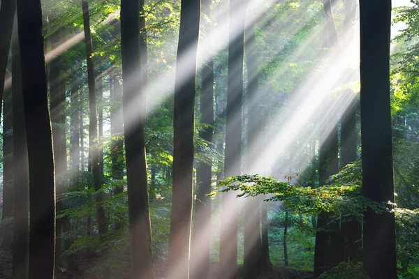 Солнечные лучи в тумане в туманном лесу — стоковое фото