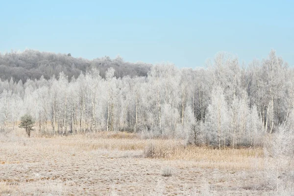 Březový les strom pokrytý sněhu a námrazy — Stock fotografie