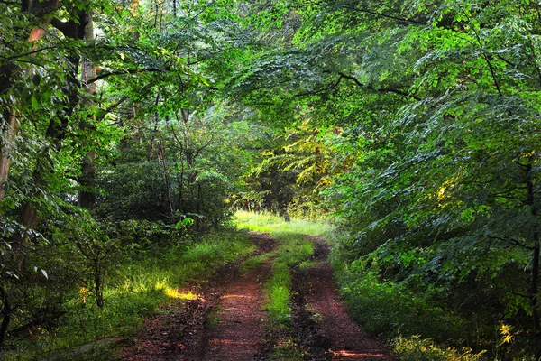 Camino del bosque de grava — Foto de Stock