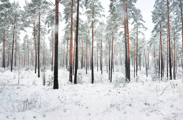 Floresta de pinheiros coberta de neve — Fotografia de Stock