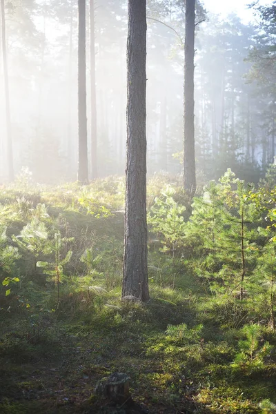 Yaprak döken orman sisli gündoğumu