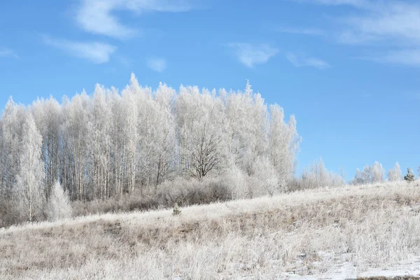 Birkenwald mit Schnee und Reif bedeckt — Stockfoto