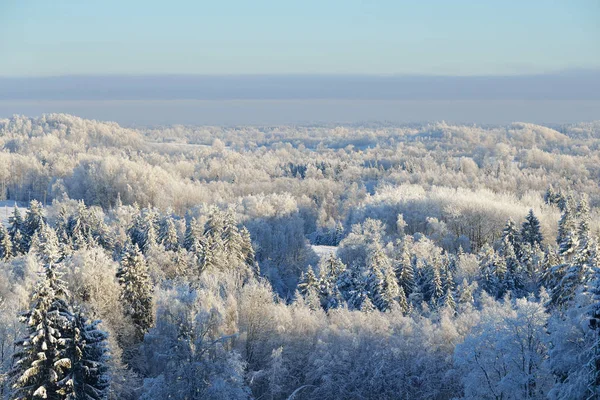 雪と樹氷は、森林に覆われています。 — ストック写真