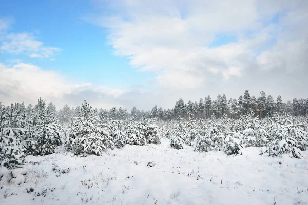 Snowcovered pinjeskog — Stockfoto