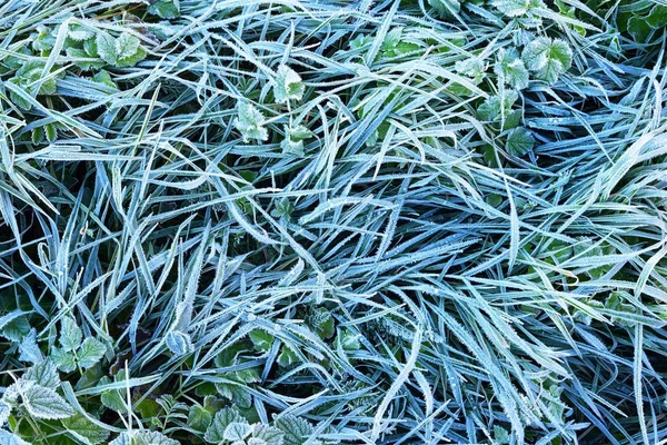 Gras bedekt met ochtend rime in de herfst — Stockfoto