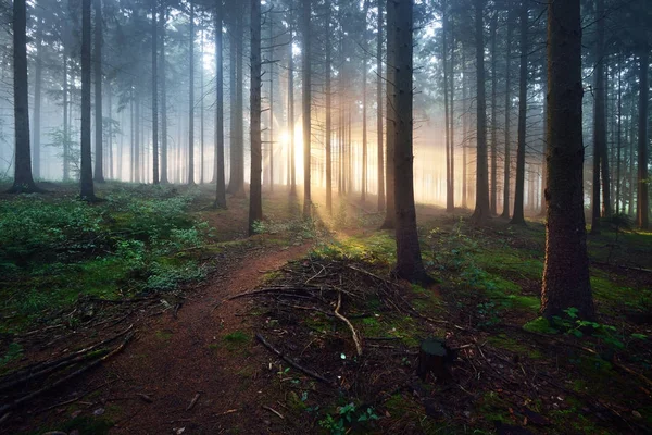 Overgrown path in a dark misty forest
