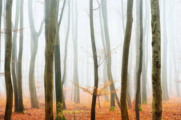 Sisli sonbahar Orman ağacı siluetleri ile — Stok fotoğraf