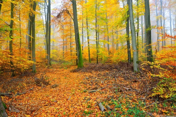 Güzel kayın ağacı orman Güz