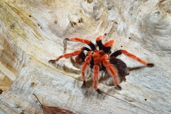Birdeater tarantula spider Brachypelma boehmei — Zdjęcie stockowe