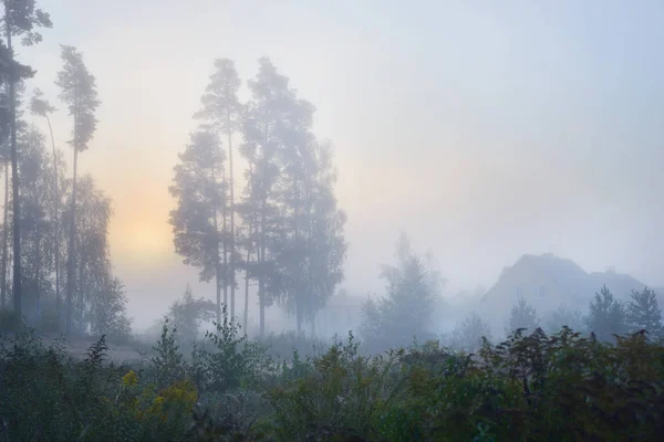 Starker Nebel auf dem Feld neben dem Wald — Stockfoto