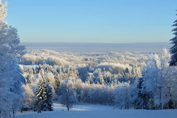 雪和雾凇覆盖的森林 — 图库照片