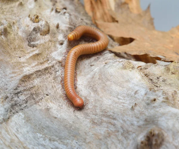 Orthoporus ornatus giant desert millipede — Stock Photo, Image