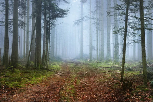 Sis karanlık çam ormanında bir yol