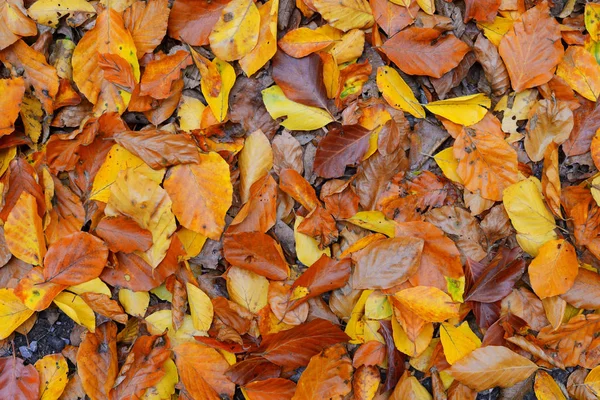 kayın ağacı doku içinde sonbahar yaprakları