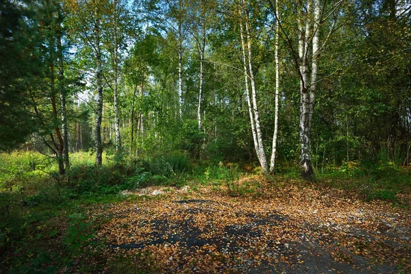 Erken sonbahar yaprak döken orman 