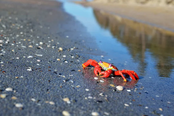 Colorido juguete de cangrejo rojo en una playa — Foto de Stock