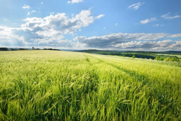 Beautiful agriculrural green field — Stock Photo, Image
