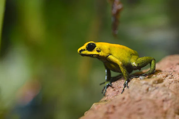 Rana flecha veneno dorado — Foto de Stock