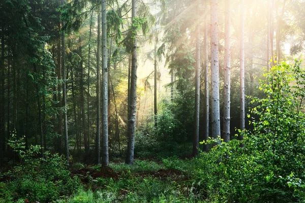 Sun rays in a misty foggy forest — Stock Photo, Image